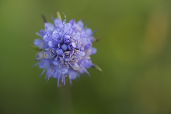 Blauwe knoop