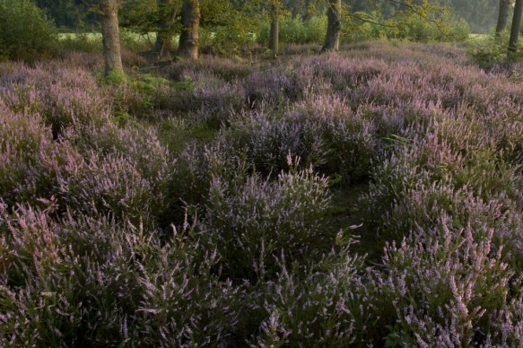 Bloeiende heide