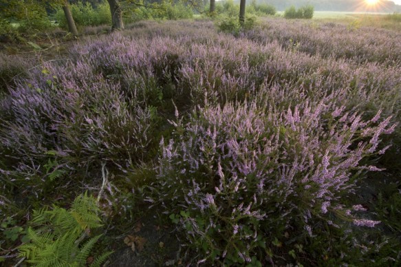 Bloeiende struikheide