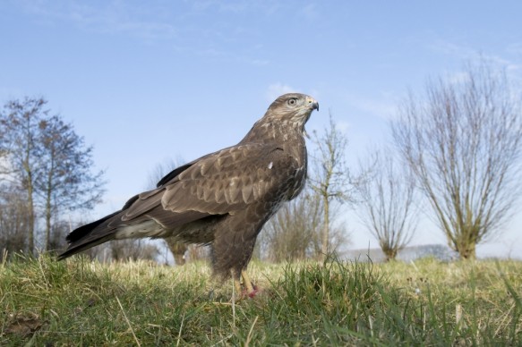 Buizerd
