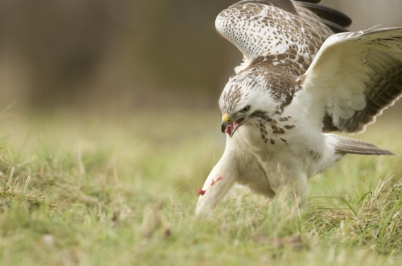 Buizerd