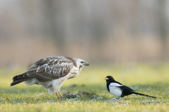 Buizerd