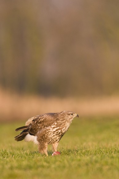 Buizerd