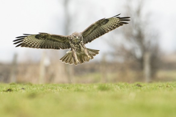 Buizerd