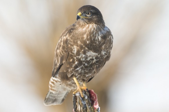 Buizerd
