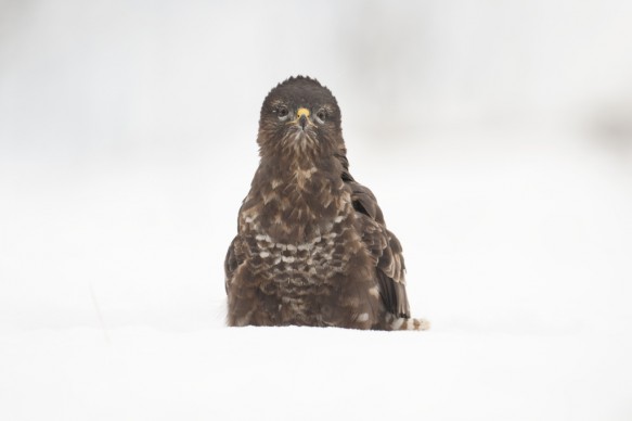 Buizerd