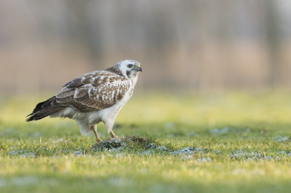 Buizerd