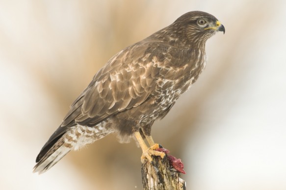 Buizerd