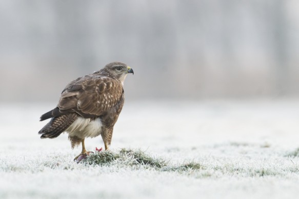 Buizerd