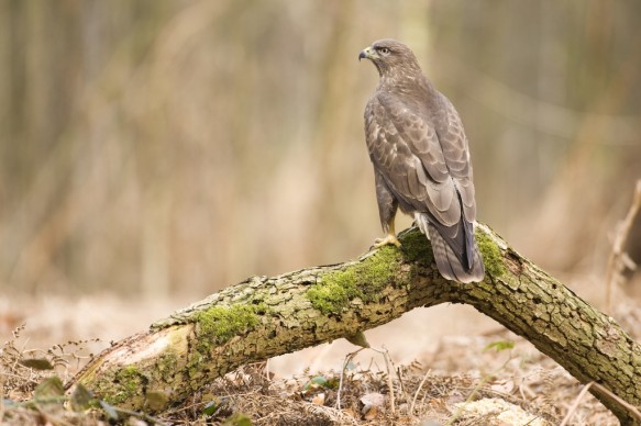 Buizerd