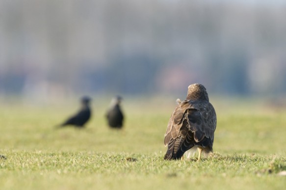 Buizerd