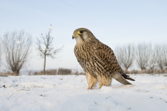 Torenvalk