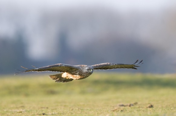 Buizerd