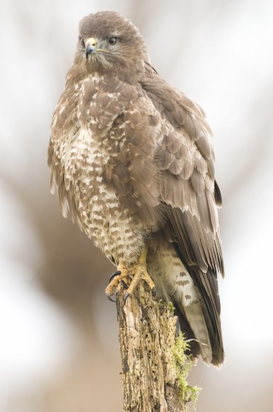 Buizerd