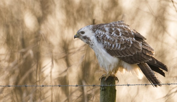 Buizerd