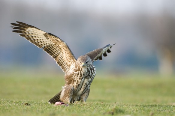 Buizerd