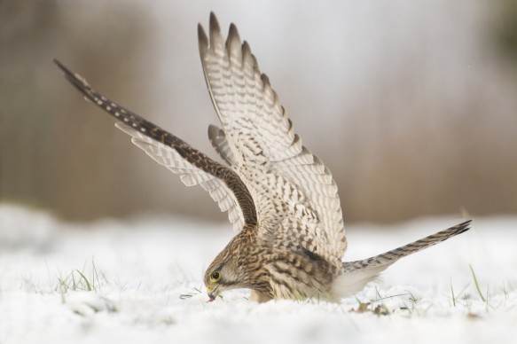 Torenvalk