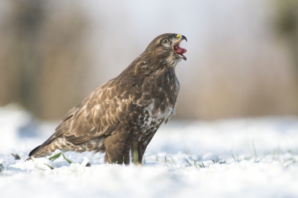 Buizerd