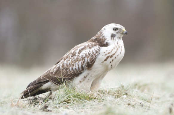 Buizerd
