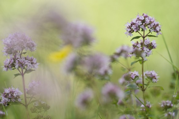 Marjolein