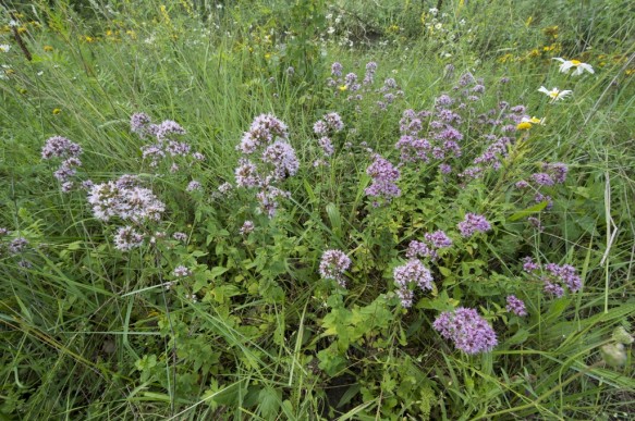 Marjolein