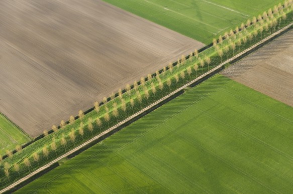 Koningsdijk