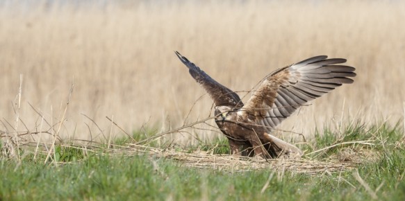 Bruine kiekendief