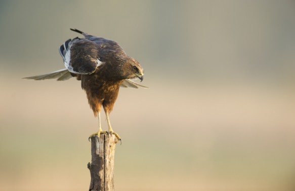 Bruine kiekendief
