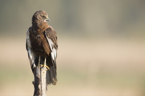 Bruine kiekendief