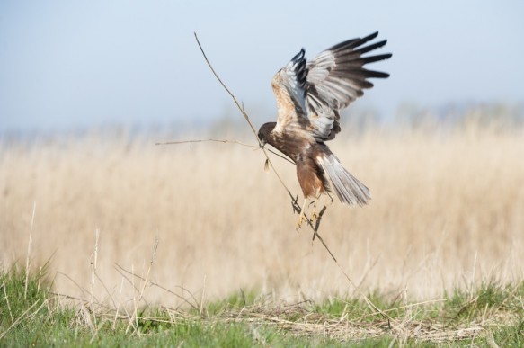 Bruine kiekendief