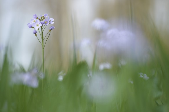 Pinksterbloem