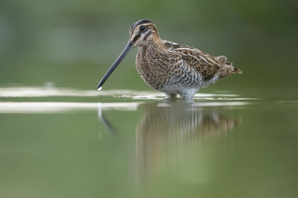 Watersnip