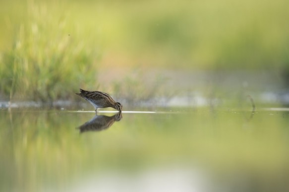 Watersnip