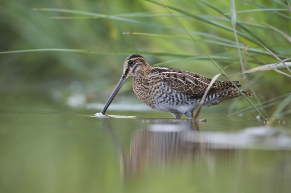 Watersnip