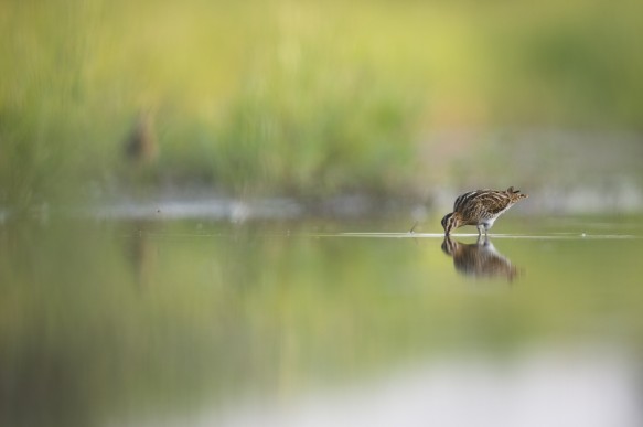 Watersnip