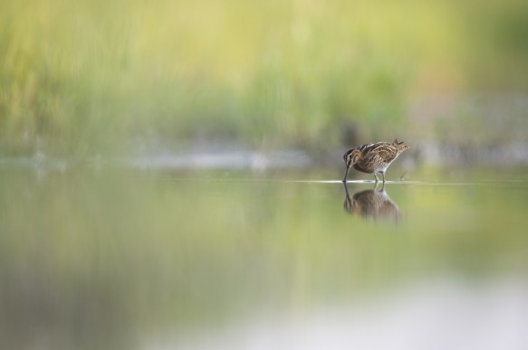 Watersnip