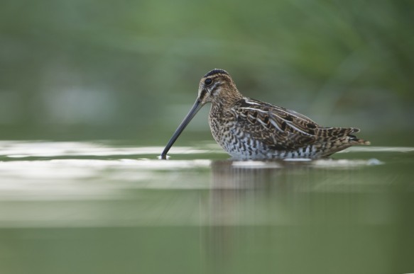 Watersnip