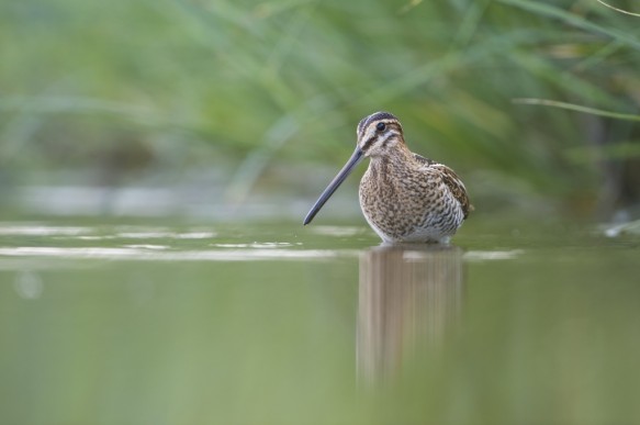 Watersnip