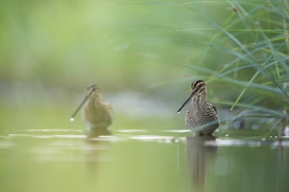 Watersnip
