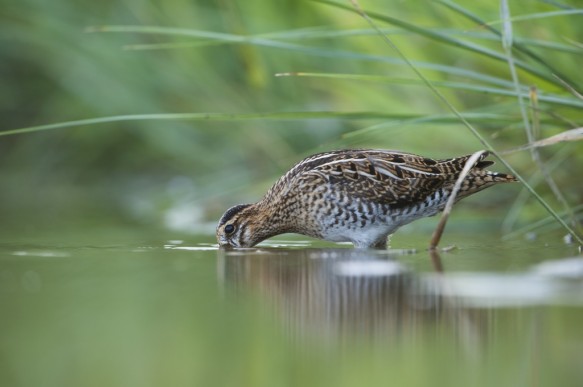 Watersnip