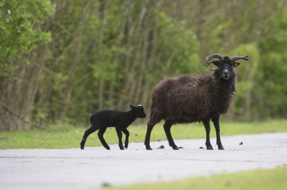 Schapen