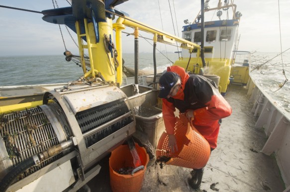 Garnaalvissen op de Westerschelde