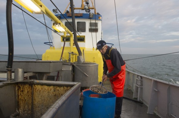 Garnaalvissen op de Westerschelde