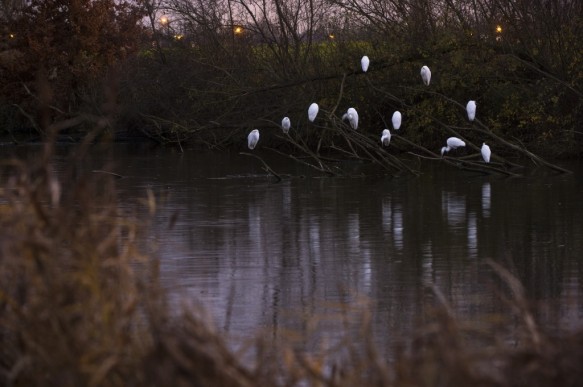 Grote zilverreigers