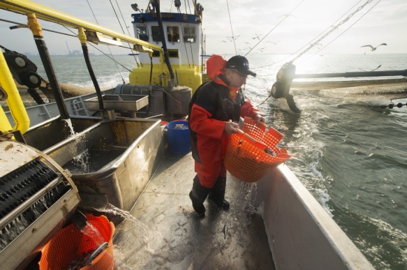 Garnaalvissen op de Westerschelde