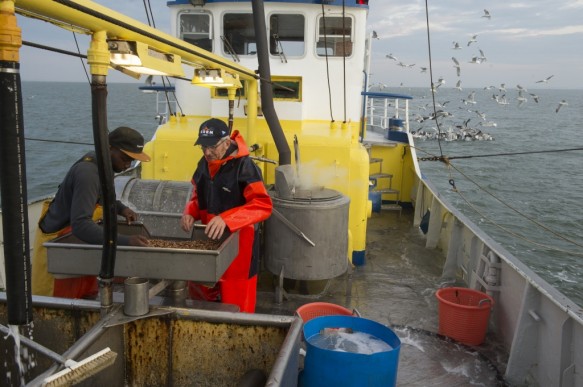 Garnaalvissen op de Westerschelde