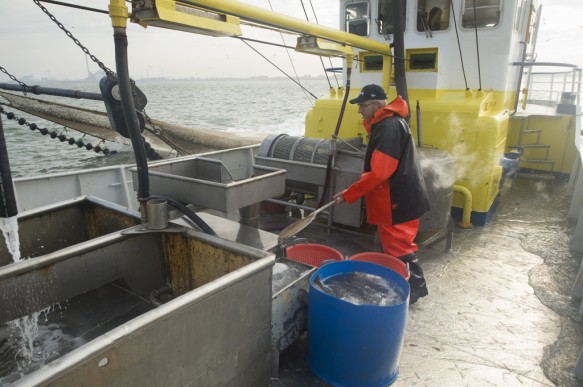 Garnaalvissen op de Westerschelde