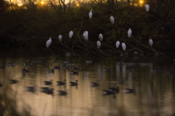 Grote zilverrreiger
