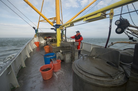 Garnaalvissen op de Westerschelde