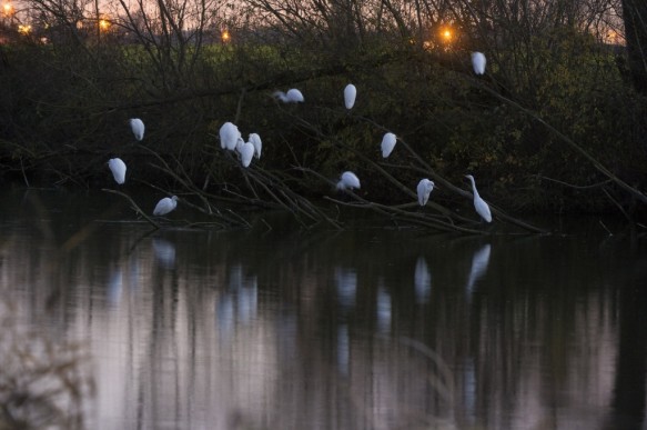 Grote zilverreigers